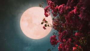 6 Fakta Menarik Pink Moon, Bulan Purnama Terbesar Hingga Bulan Paskah