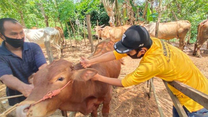 Dorong Swasembada Daging 2026, Pemkab Bantul Rilis Inseminasi Sikomandan