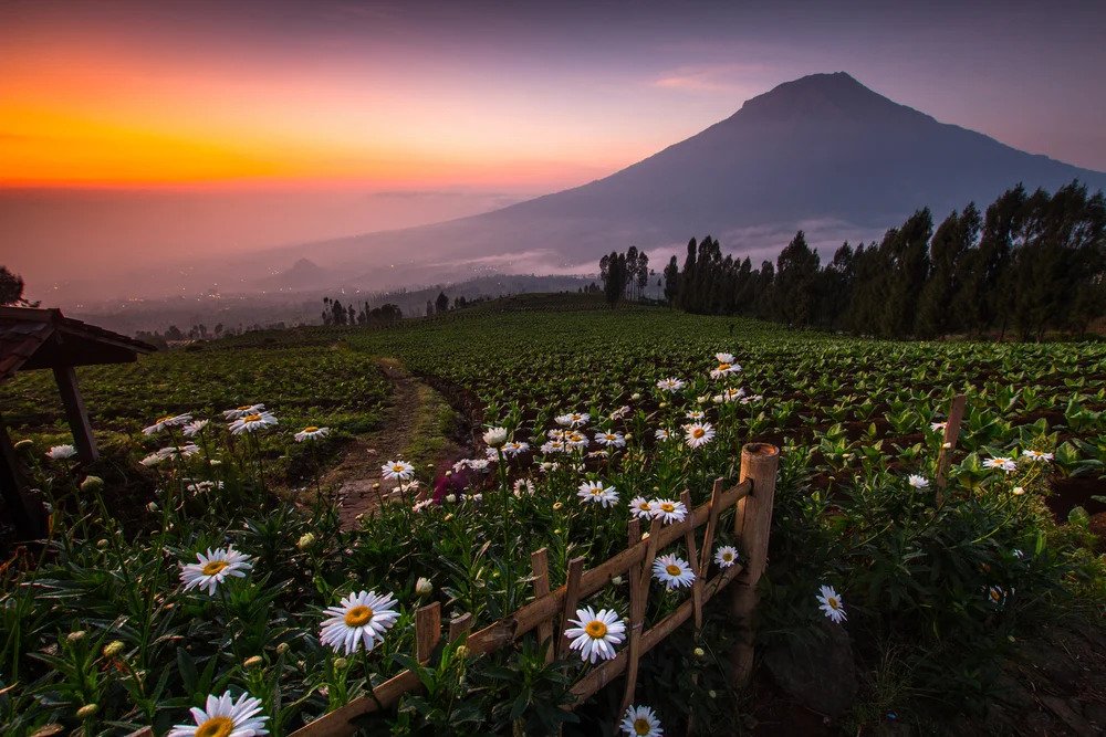 Eksotisme Wisata Alam Posong, Keindahan Di Antara Gunung Sindoro-Sumbing