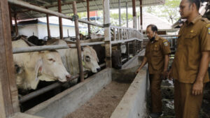 Jaga Stok Daging, Pemkot Banda Aceh Sediakan Ratusan Sapi dan Kerbau