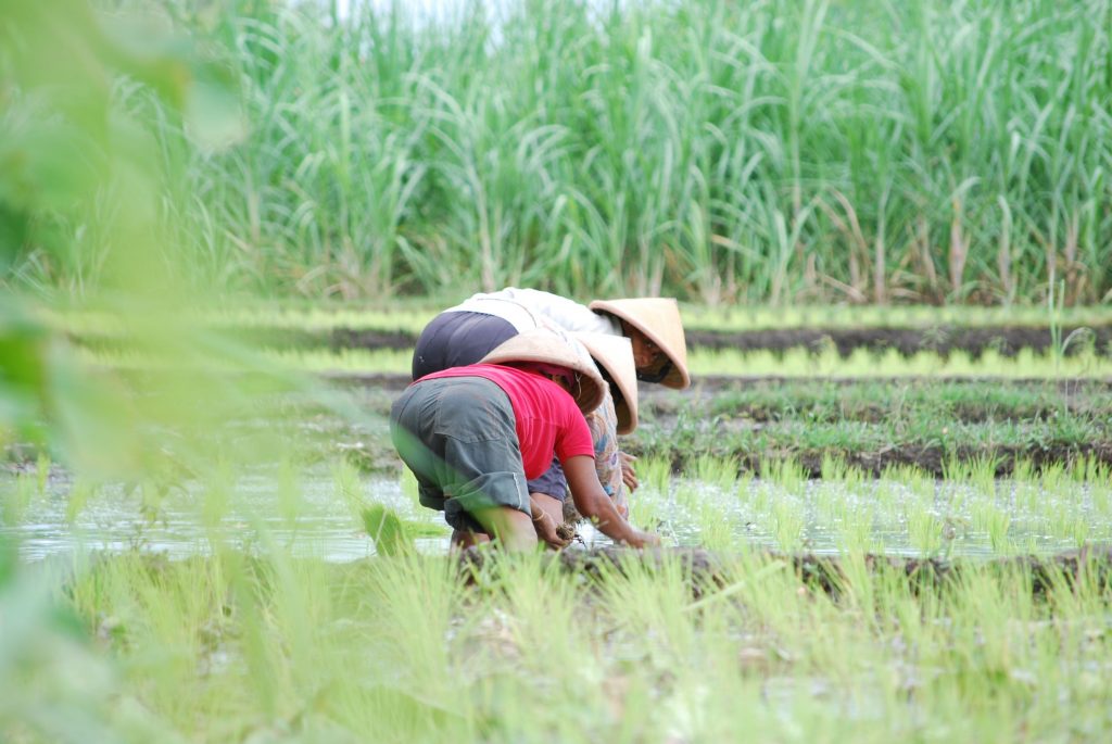 Kuartal I/2021, PT Pertani Dipercaya Memasok Benih Padi 380.000 Hektar Sawah