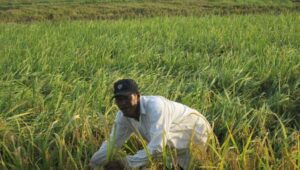 Tingkatkan Produktivitas Petani, Pemkab Pidie Jaya Bangun Penggilingan Modern