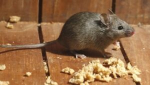 14 Cara Mengusir Tikus Tanpa Racun, Pakai Bahan Alami yang Ada di Dapur!