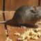 14 Cara Mengusir Tikus Tanpa Racun, Pakai Bahan Alami yang Ada di Dapur!