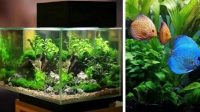 Aquaspace, Seni Menata Akuarium Taman di Masa Pandemi