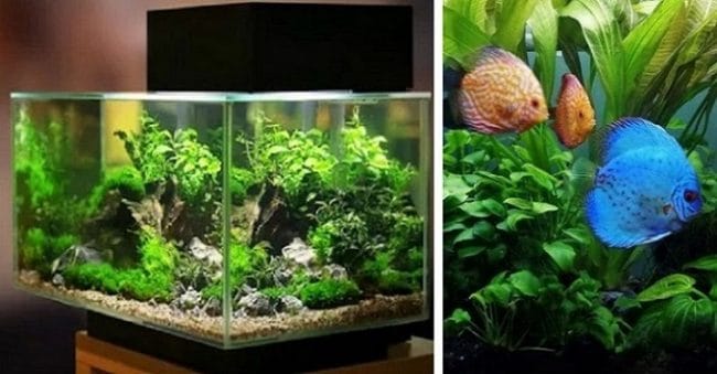 Aquaspace, Seni Menata Akuarium Taman di Masa Pandemi