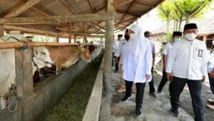 Banyuwangi jadi Daerah Percontohan Pengembangan Sapi Belgian Blue di Jawa Timur