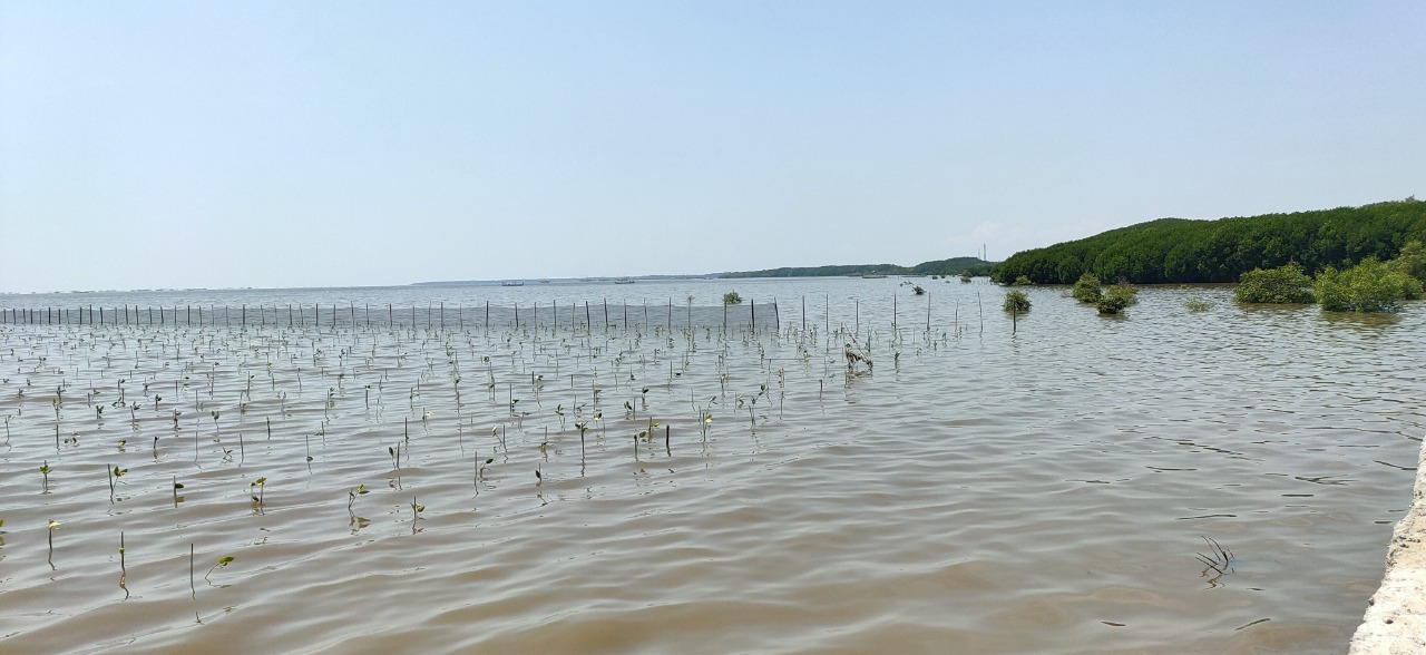 Dukung Program PKPM, KKP Rehabilitasi 8,7 Hektare Kawasan Mangrove