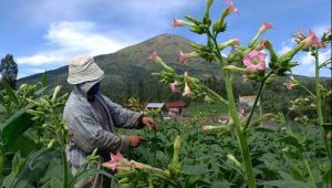 Kelompok Margo Mulyo Kulon Progo Tetap Produksi Kopi Menoreh