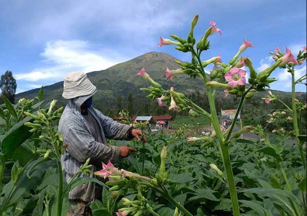 Kelompok Margo Mulyo Kulon Progo Tetap Produksi Kopi Menoreh