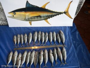 Mengenal Jenis Ikan Tuna di Dunia Serta Manfaatnya | Suara-Pembaruan.com