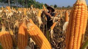 Stabilkan Pasokan Jagung, Kementan Gencarkan Subsidi Distribusi