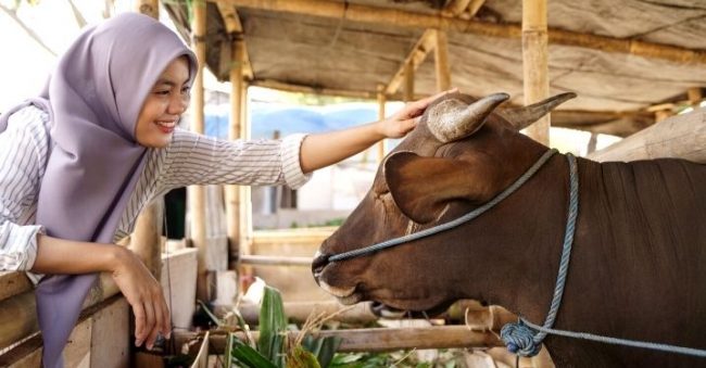 Jelang Idul Adha, Sudah Tahu Hukum Berkurban dan 6 Syarat Hewan Kurban?