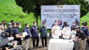 Menteri LHK Lepasliarkan Elang Jawa di Hari Lahir Pancasila