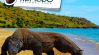 Open Trip Labuan Bajo Komodo Murah | SENTOSA WISATA Open Trip Labuan Bajo Komodo Murah | SENTOSA WISATA