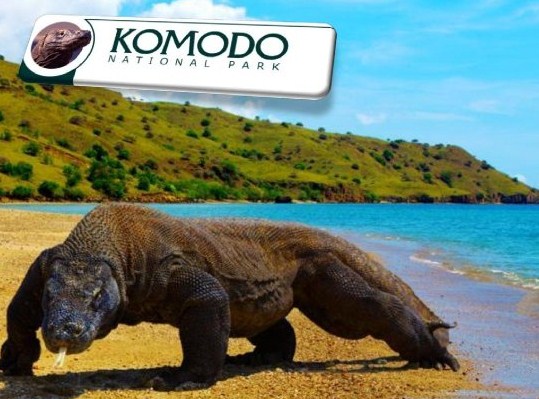 Open Trip Labuan Bajo Komodo Murah | SENTOSA WISATA