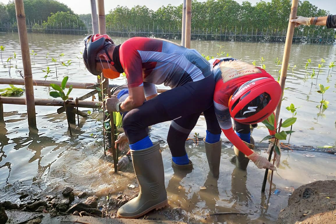 Tanggal lahir bung Karno, Ganjar tanam mangrove di area land subsidence