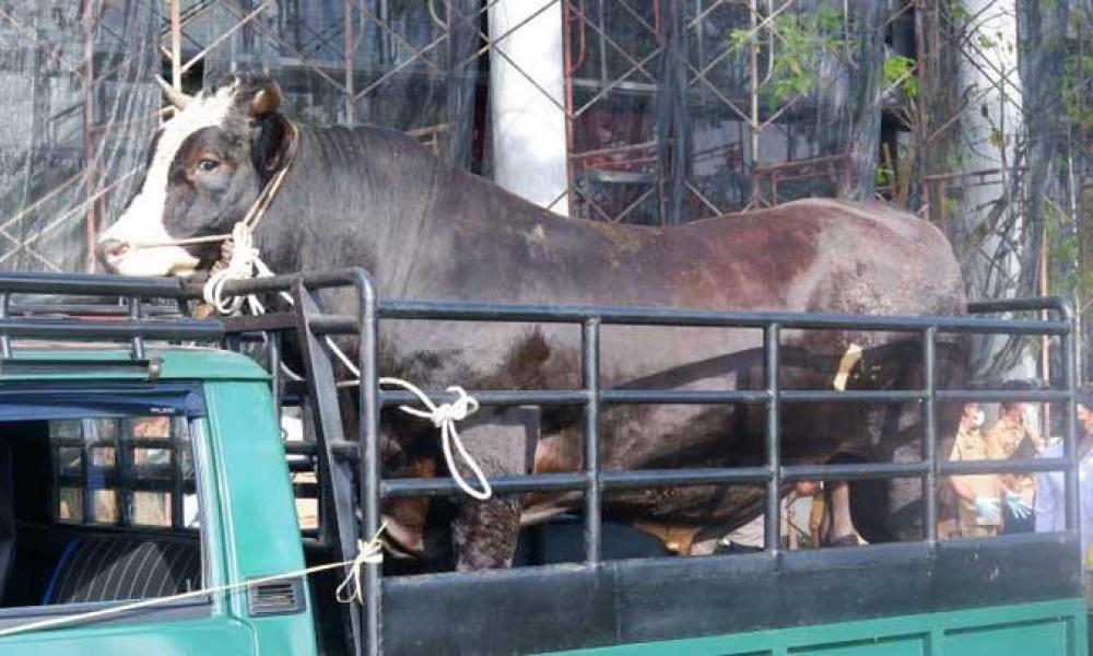 Jokowi Serahkan Hewan Kurban Sapi Limosin 1.199 Kg ke Masjid Istiqlal