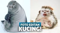 Gemas! Begini Lucunya Jika Wajah Kucing Diedit Jadi Kocak