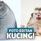 Gemas! Begini Lucunya Jika Wajah Kucing Diedit Jadi Kocak