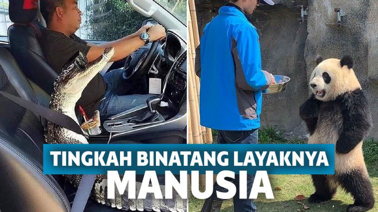 12 Foto Lucu Bukti Binatang Juga Bisa Hidup Layaknya Manusia