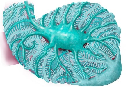 “PodoSighter” menggunakan AI untuk mengidentifikasi indikator utama penyakit ginjal dini – Majalah Time.com