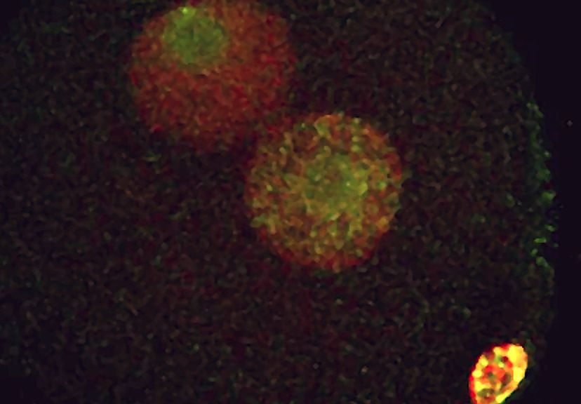 Gen diaktifkan pada embrio manusia sejak awal – Majalah Time.com