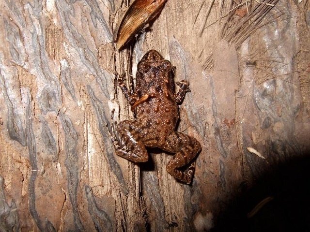 Katak tropis cenderung beradaptasi dengan perubahan iklim – Majalah Time.com