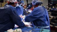 Ahli Bedah Transplantasi Jantung Babi Menjadi Pasien Manusia Untuk Pertama Kalinya