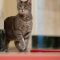 Tempat Kucing Pertama yang Baru Masuk dalam Sejarah Hewan Kepresidenan