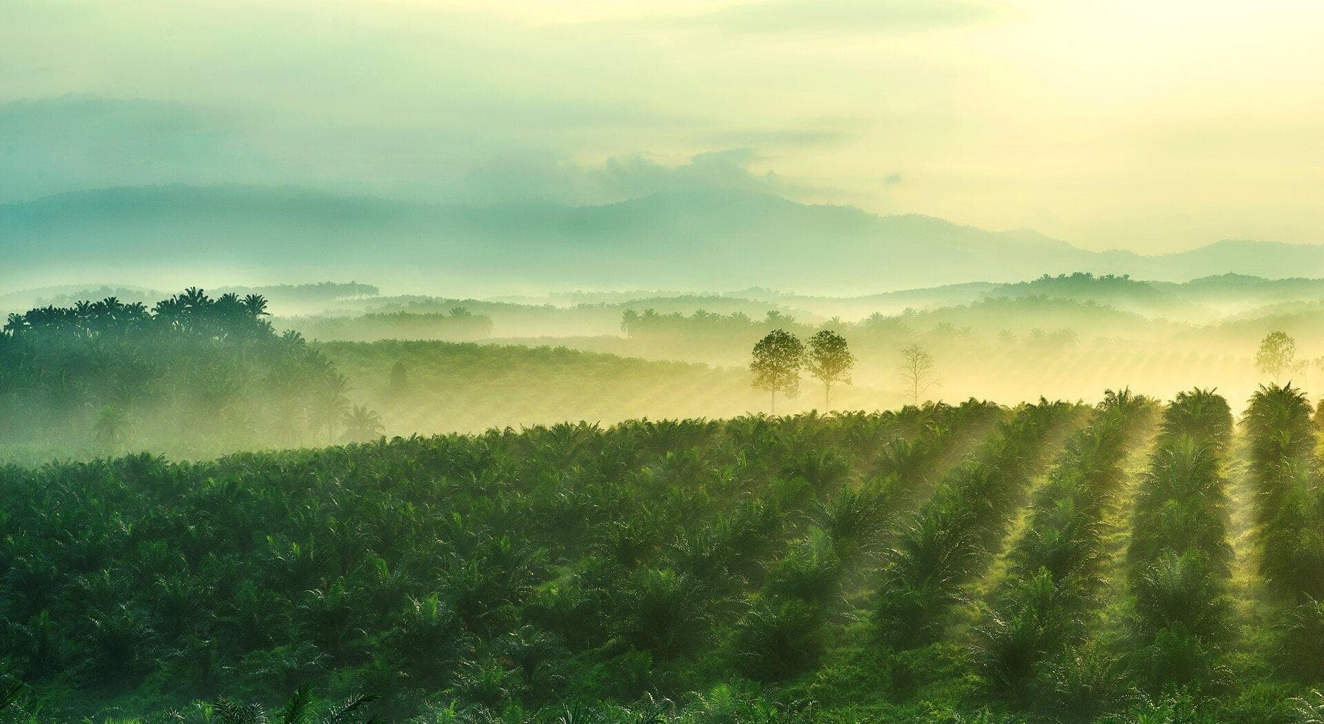 Sime Darby Plantation Berhad, BUMN Malaysia Digugat Perusahaan Indonesia, Ada Apa?