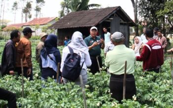 Dari Pemalang untuk Indonesia: Ketika Benih Lokal Membuktikan Kualitas Terbaiknya Dari Pemalang untuk Indonesia: Ketika Benih Lokal Membuktikan Kualitas Terbaiknya