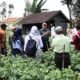 Dari Pemalang untuk Indonesia: Ketika Benih Lokal Membuktikan Kualitas Terbaiknya